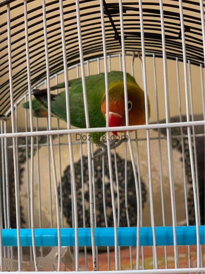 Oiseaux Inséparable