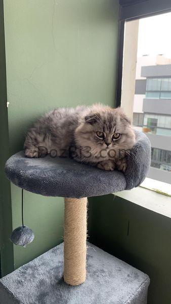 Scottish Fold