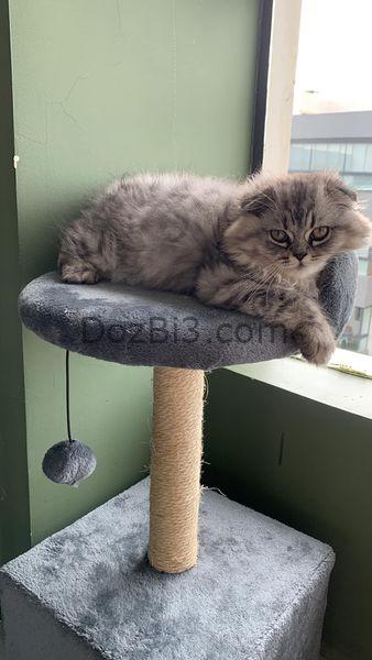 Scottish Fold