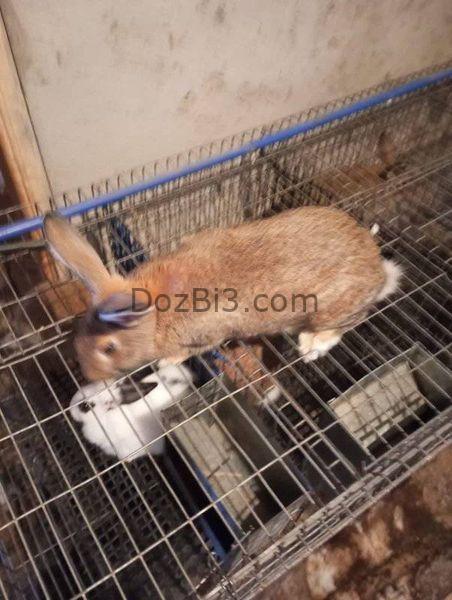 فراخ الأرانب عمر شهرين