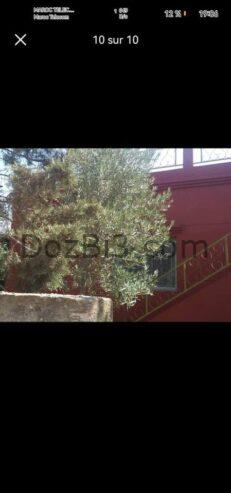 فيرمة للبيع 1147 متر