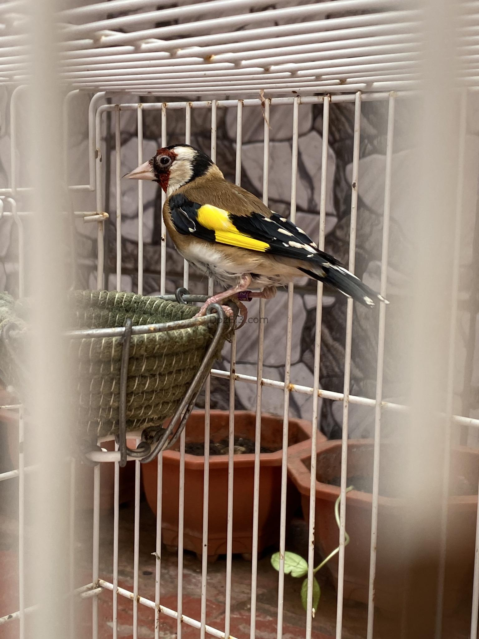 couple de chardonneret