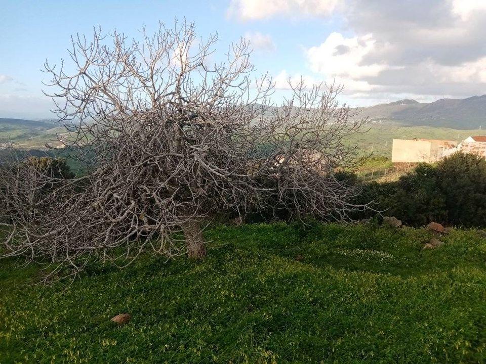 قطعة أرضية للبيع في قرية الزميج