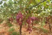 Ferme à vendre à Tafilalet à 9 minutes de Meknès
