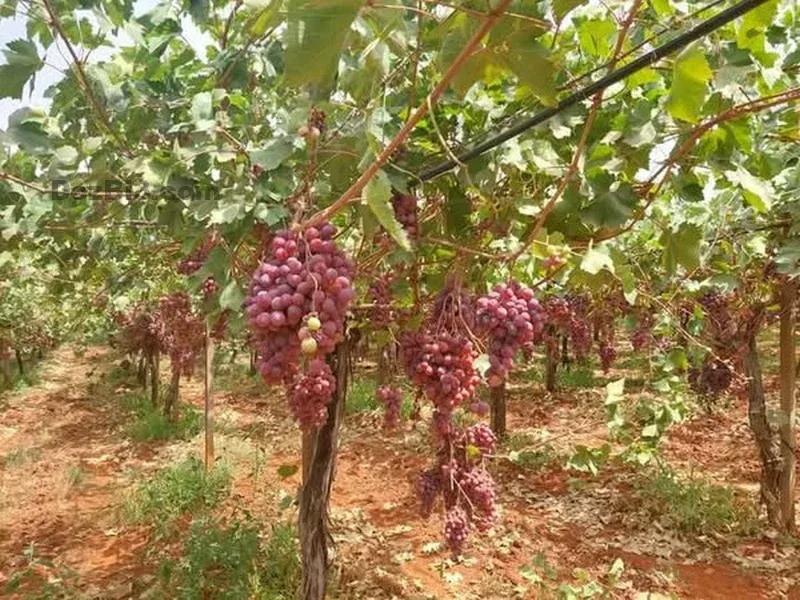 Ferme à vendre à Tafilalet à 9 minutes de Meknès