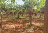 Ferme à vendre à Tafilalet à 9 minutes de Meknès