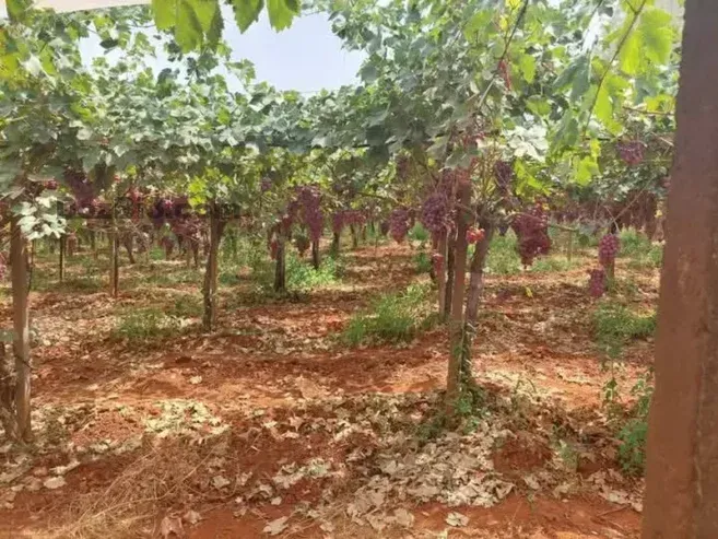 Ferme à vendre à Tafilalet à 9 minutes de Meknès