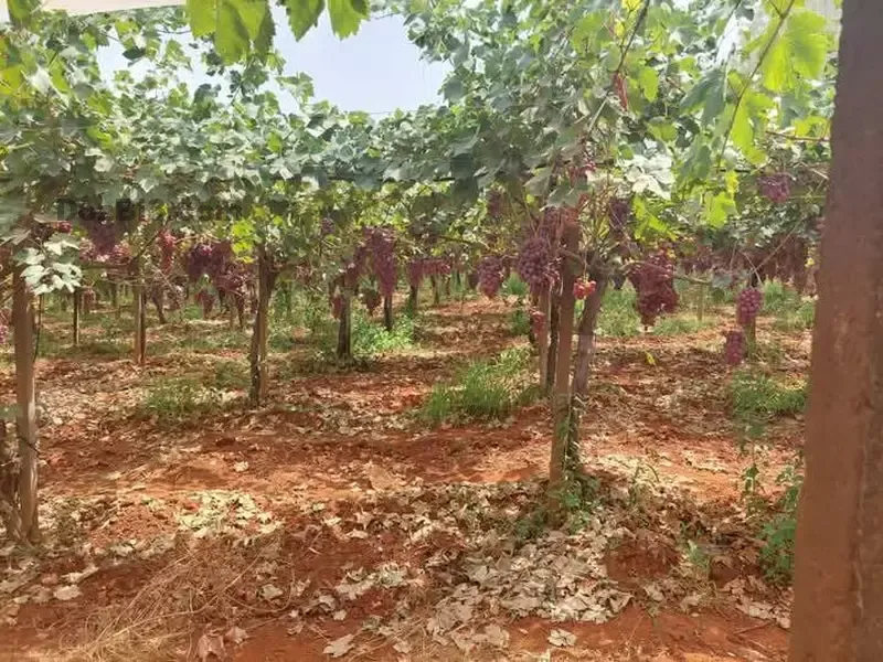 Ferme à vendre à Tafilalet à 9 minutes de Meknès