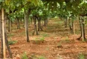 Ferme à vendre à Tafilalet à 9 minutes de Meknès