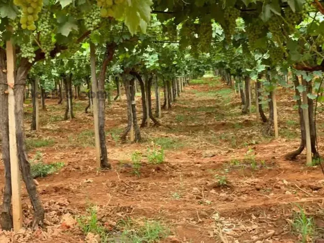 Ferme à vendre à Tafilalet à 9 minutes de Meknès