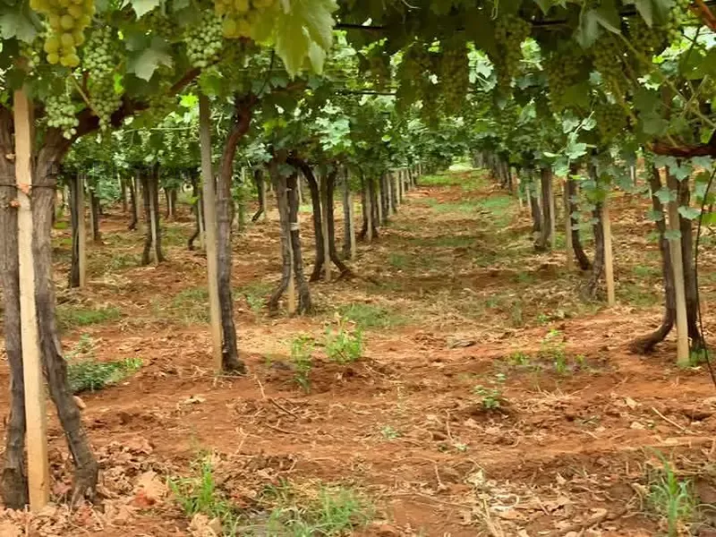 Ferme à vendre à Tafilalet à 9 minutes de Meknès