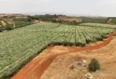 Ferme à vendre à Tafilalet à 9 minutes de Meknès
