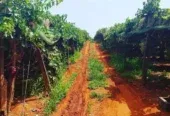 Ferme à vendre à Tafilalet à 9 minutes de Meknès