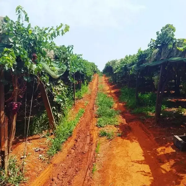 Ferme à vendre à Tafilalet à 9 minutes de Meknès