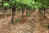 Ferme à vendre à Tafilalet à 9 minutes de Meknès