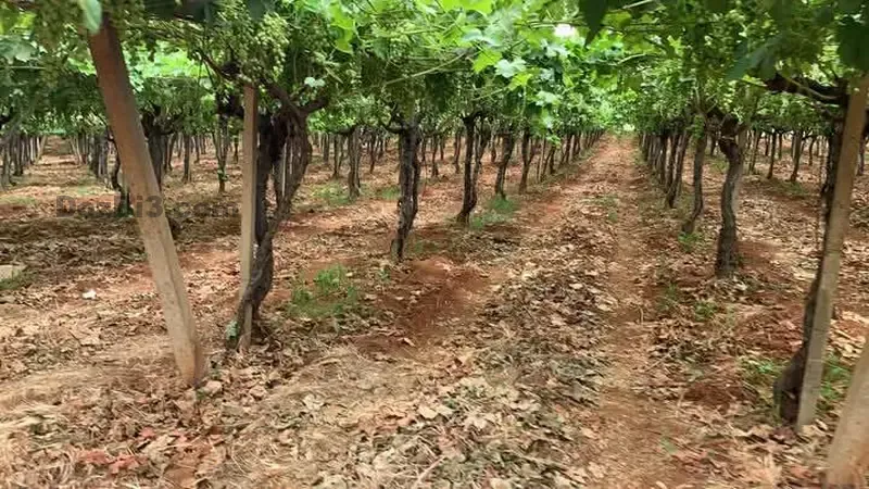 Ferme à vendre à Tafilalet à 9 minutes de Meknès