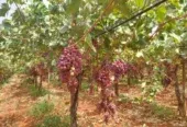 Ferme à vendre à Tafilalet à 9 minutes de Meknès
