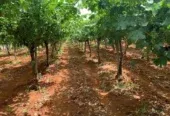 Ferme à vendre à Tafilalet à 9 minutes de Meknès