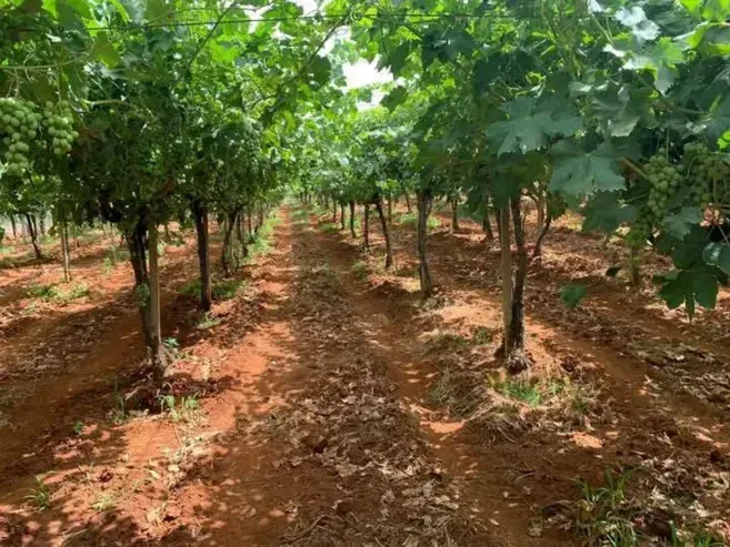 Ferme à vendre à Tafilalet à 9 minutes de Meknès