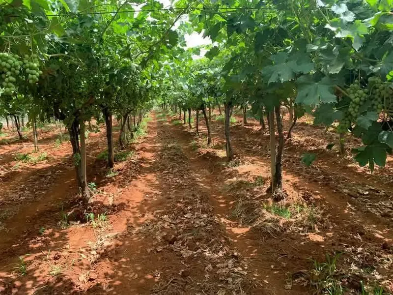 Ferme à vendre à Tafilalet à 9 minutes de Meknès