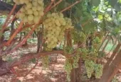 Ferme à vendre à Tafilalet à 9 minutes de Meknès