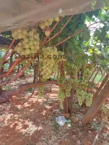 Ferme à vendre à Tafilalet à 9 minutes de Meknès