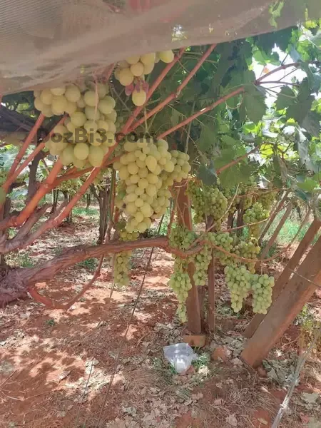 Ferme à vendre à Tafilalet à 9 minutes de Meknès