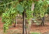 Ferme à vendre à Tafilalet à 9 minutes de Meknès