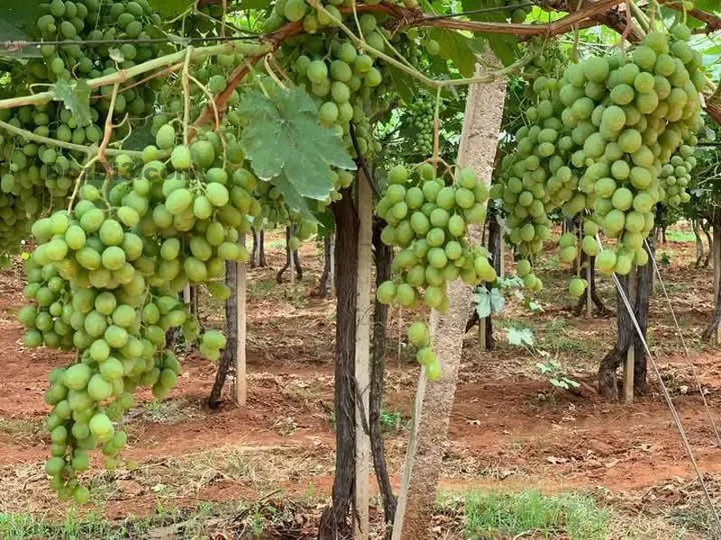 Ferme à vendre à Tafilalet à 9 minutes de Meknès
