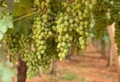 Ferme à vendre à Tafilalet à 9 minutes de Meknès