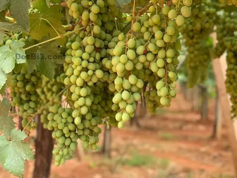 Ferme à vendre à Tafilalet à 9 minutes de Meknès