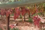 Ferme à vendre à Tafilalet à 9 minutes de Meknès