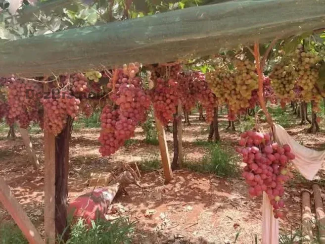 Ferme à vendre à Tafilalet à 9 minutes de Meknès