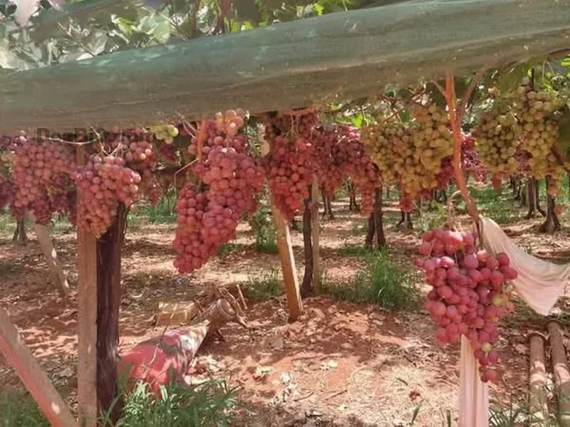 Ferme à vendre à Tafilalet à 9 minutes de Meknès