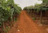 Ferme à vendre à Tafilalet à 9 minutes de Meknès