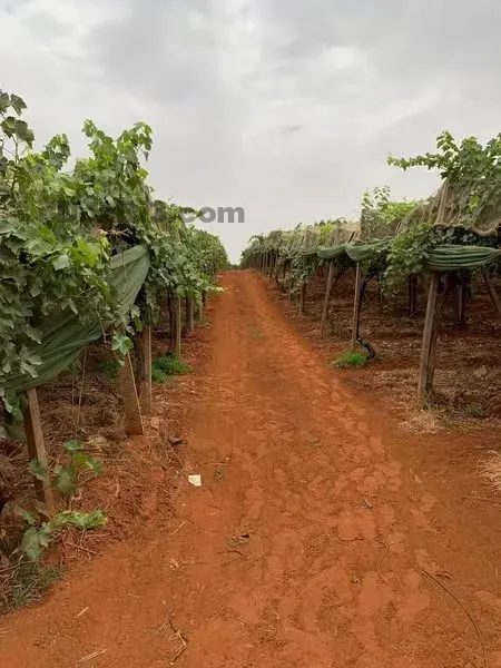 Ferme à vendre à Tafilalet à 9 minutes de Meknès