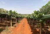 Ferme à vendre à Tafilalet à 9 minutes de Meknès