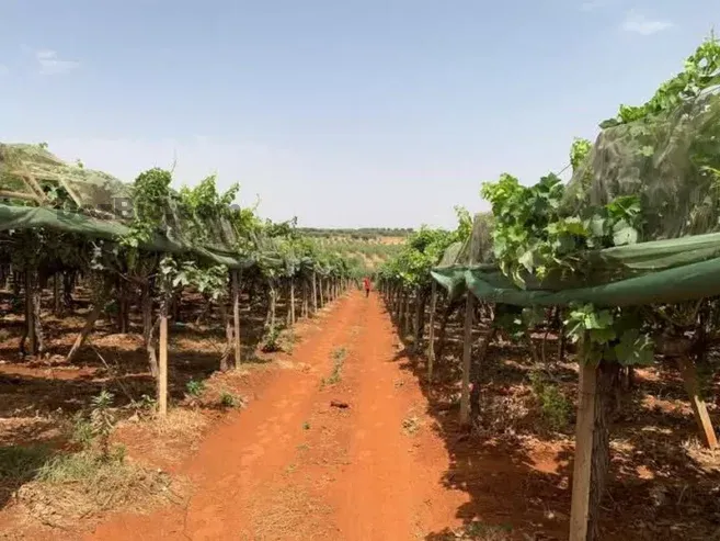Ferme à vendre à Tafilalet à 9 minutes de Meknès