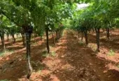 Ferme à vendre à Tafilalet à 9 minutes de Meknès