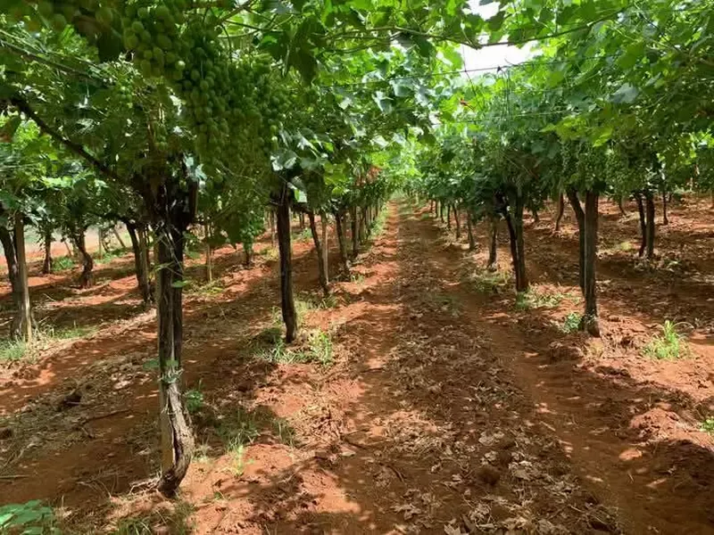 Ferme à vendre à Tafilalet à 9 minutes de Meknès