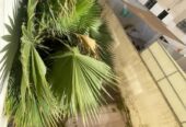 Duplex à vendre Le Rivage