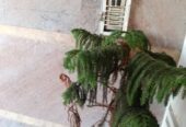 appartement à vendre à Kebibat